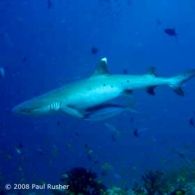 Shark